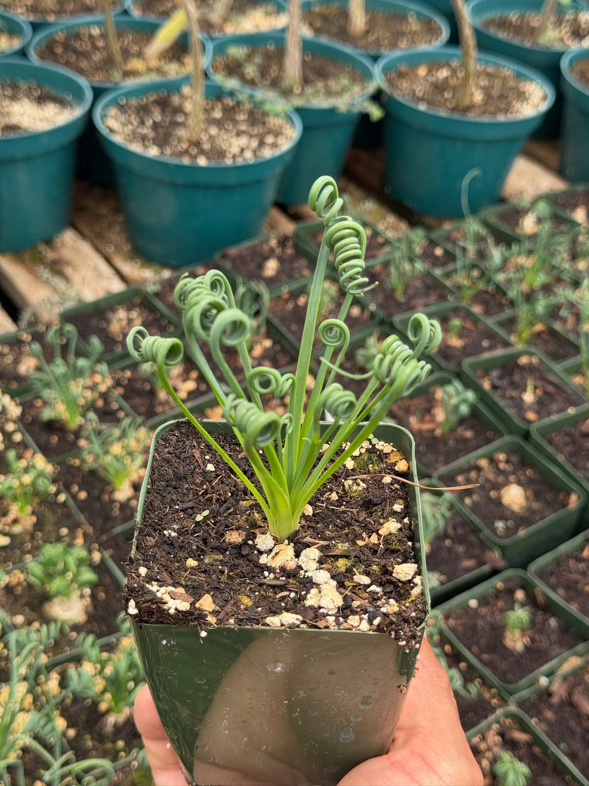 Albuca spiralis