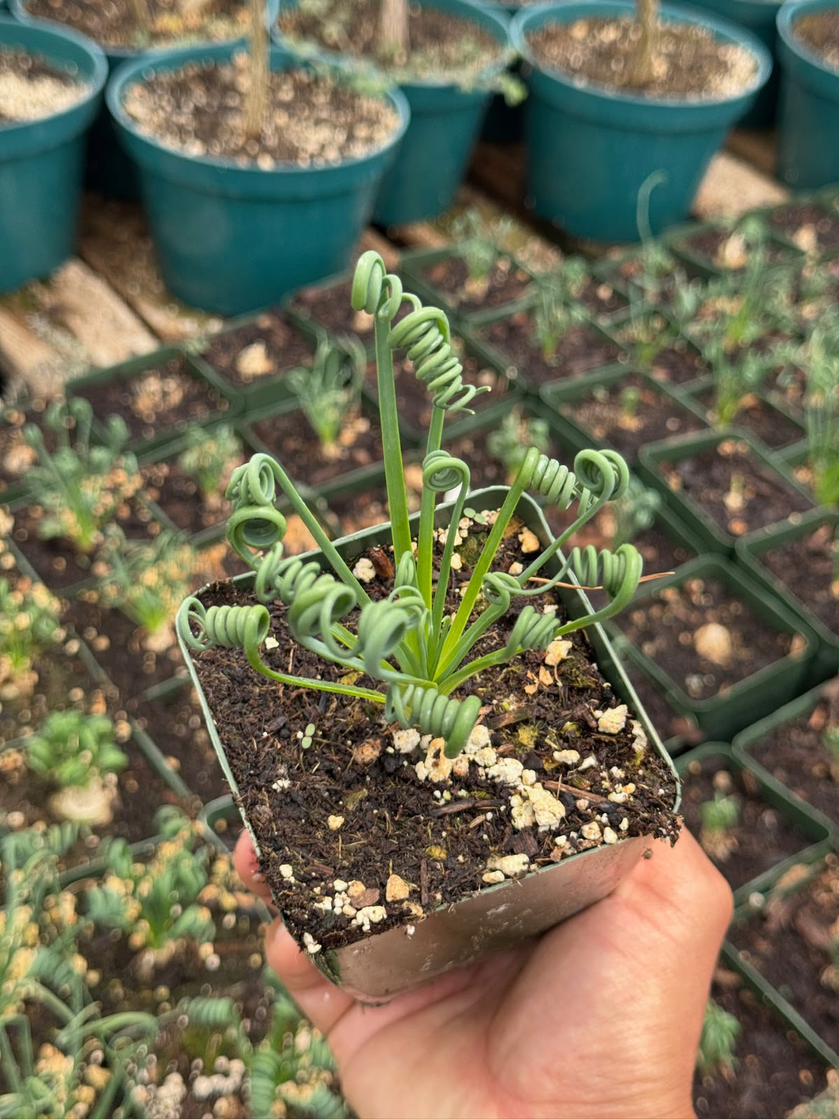 Albuca spiralis