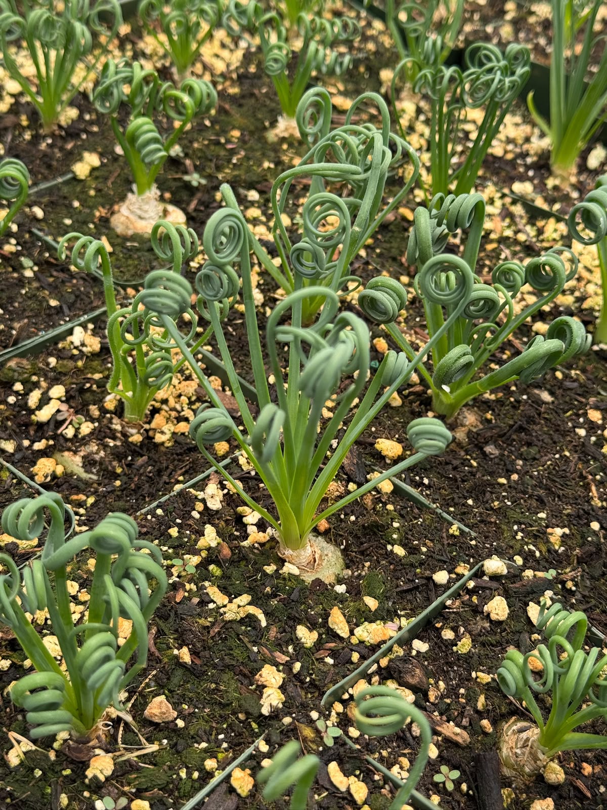 Albuca spiralis