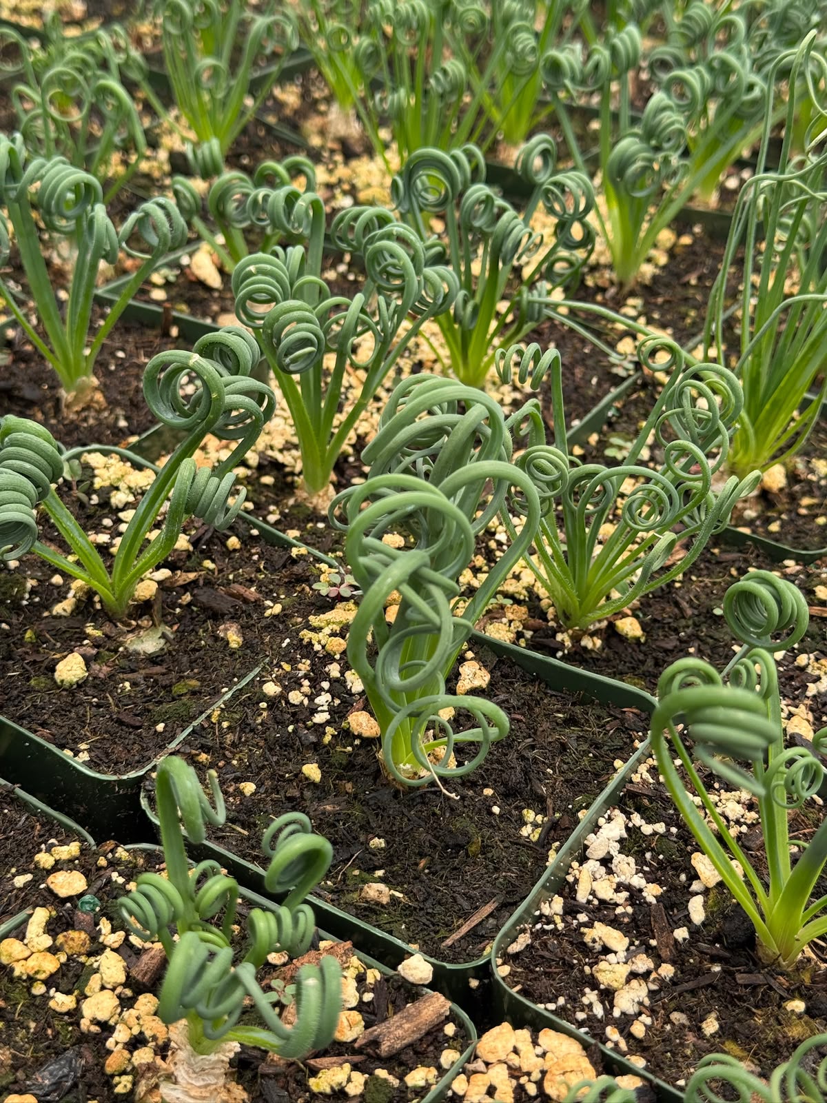 Albuca spiralis