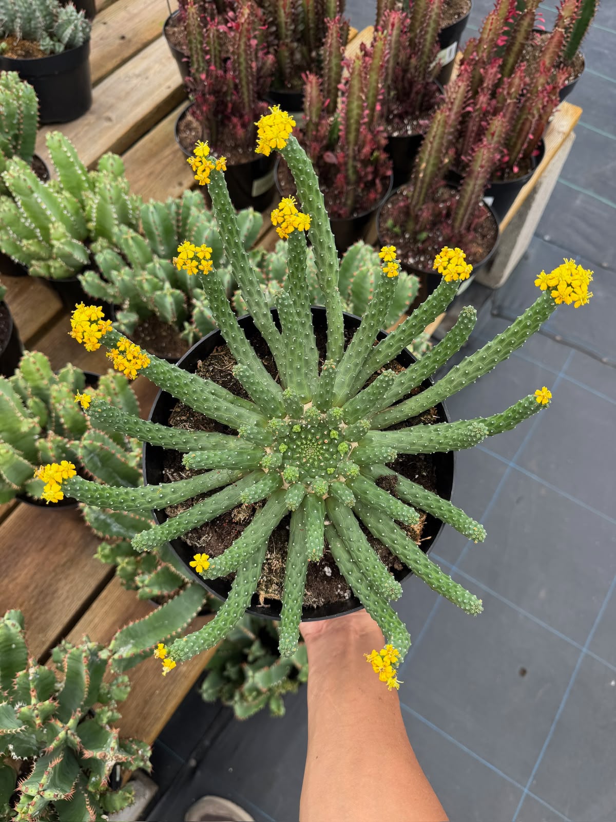 Euphorbia caput-medusa inermis 8”