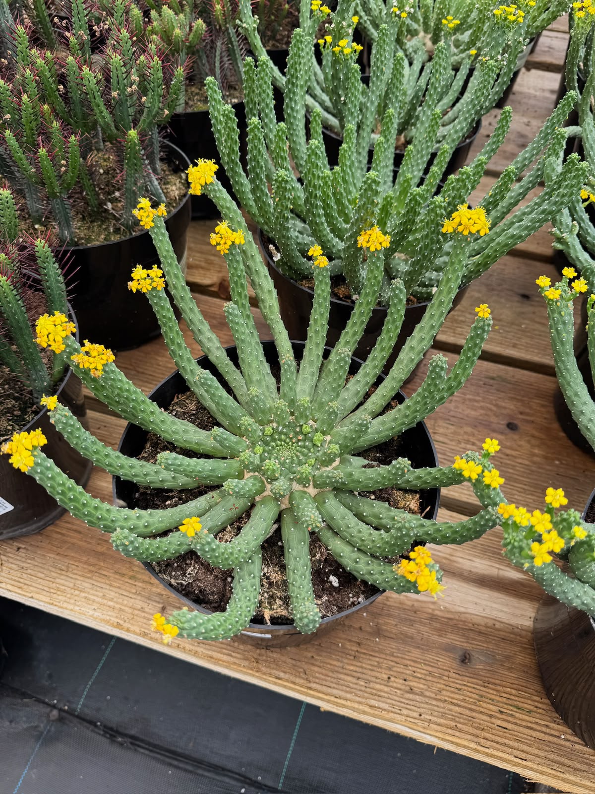 Euphorbia caput-medusa inermis 8”