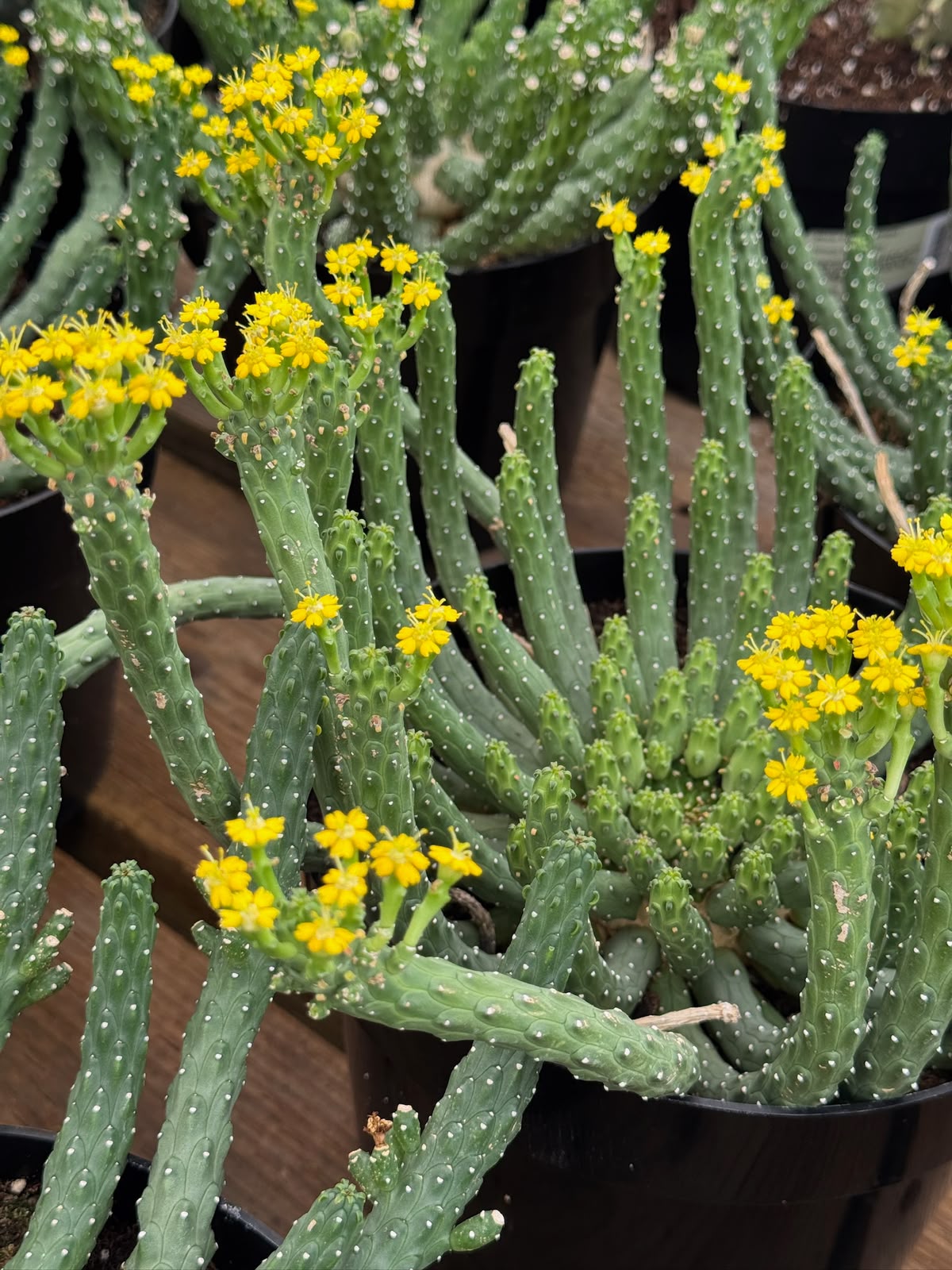 Euphorbia caput-medusa inermis 8”