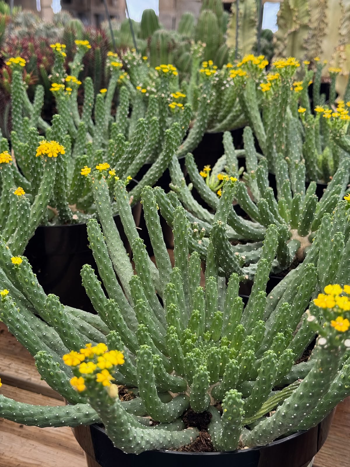 Euphorbia caput-medusa inermis 8”