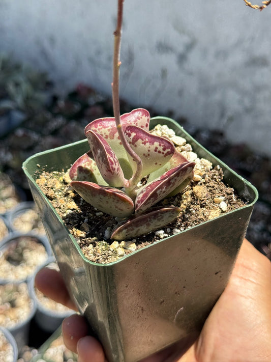 Adrosmichus Calico Hearts