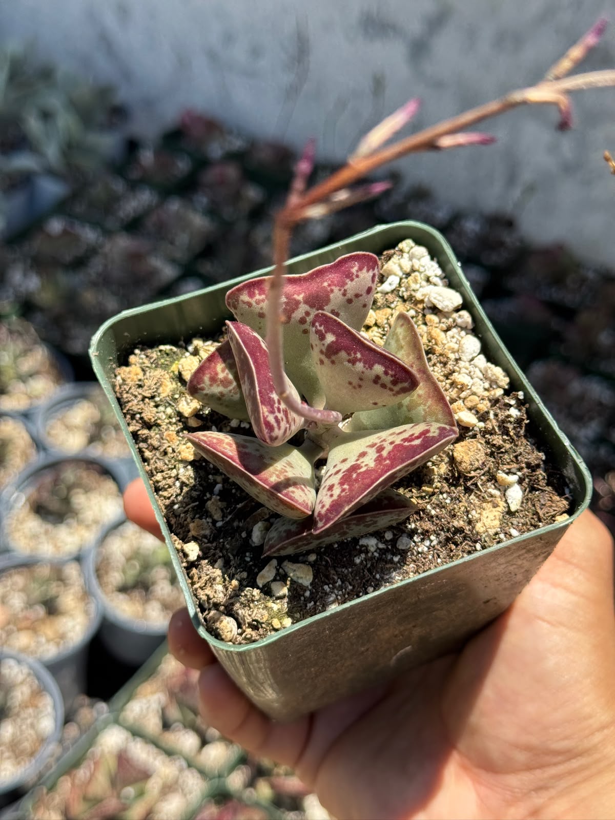 Adrosmichus Calico Hearts