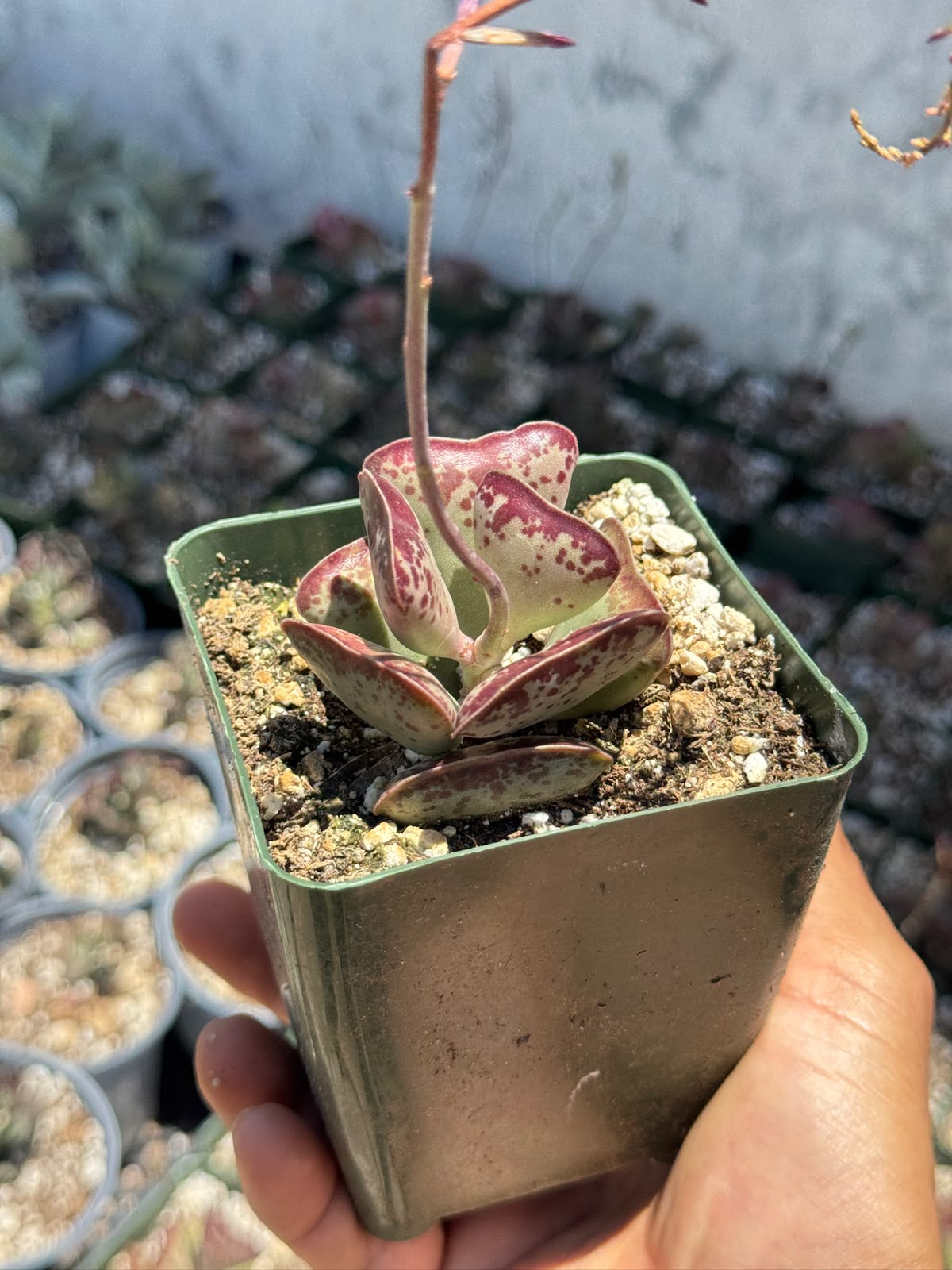 Adrosmichus Calico Hearts