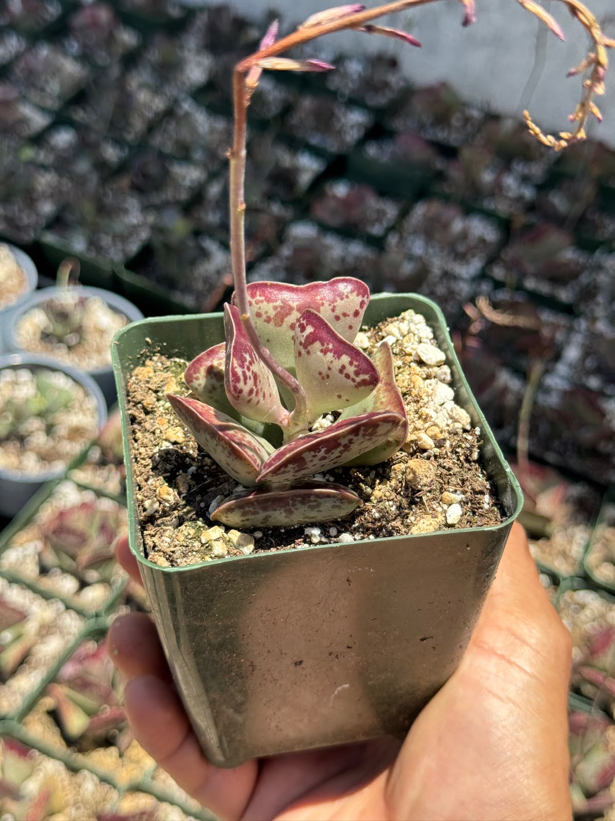 Adrosmichus Calico Hearts