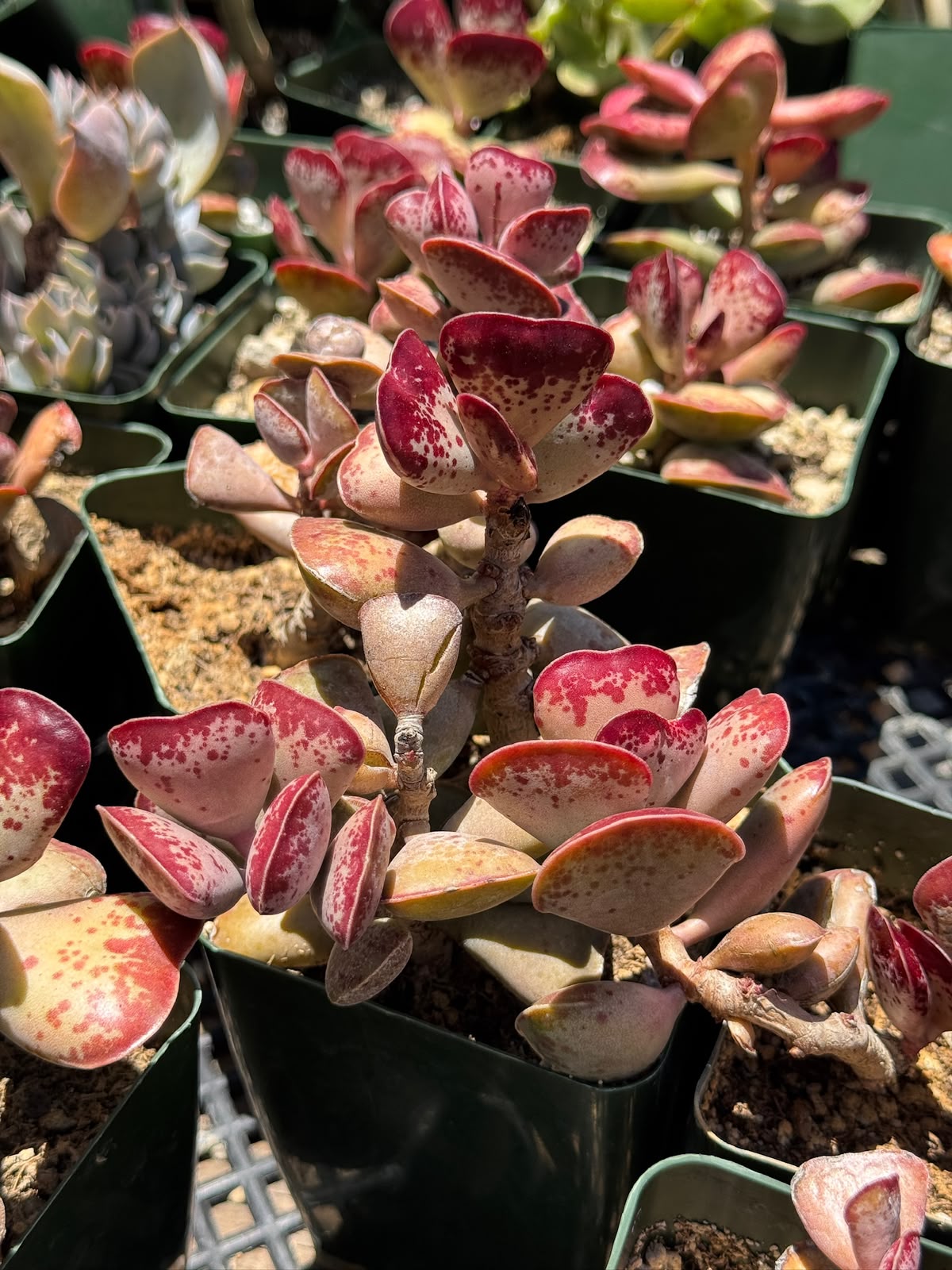 Adrosmichus Calico Hearts