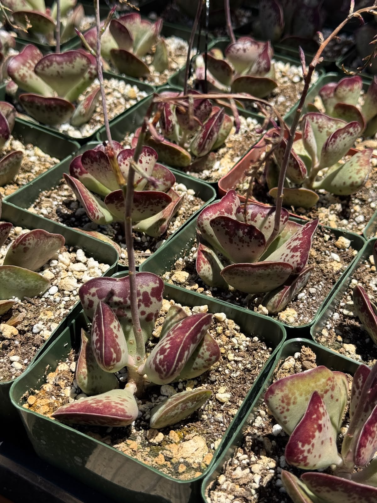 Adrosmichus Calico Hearts