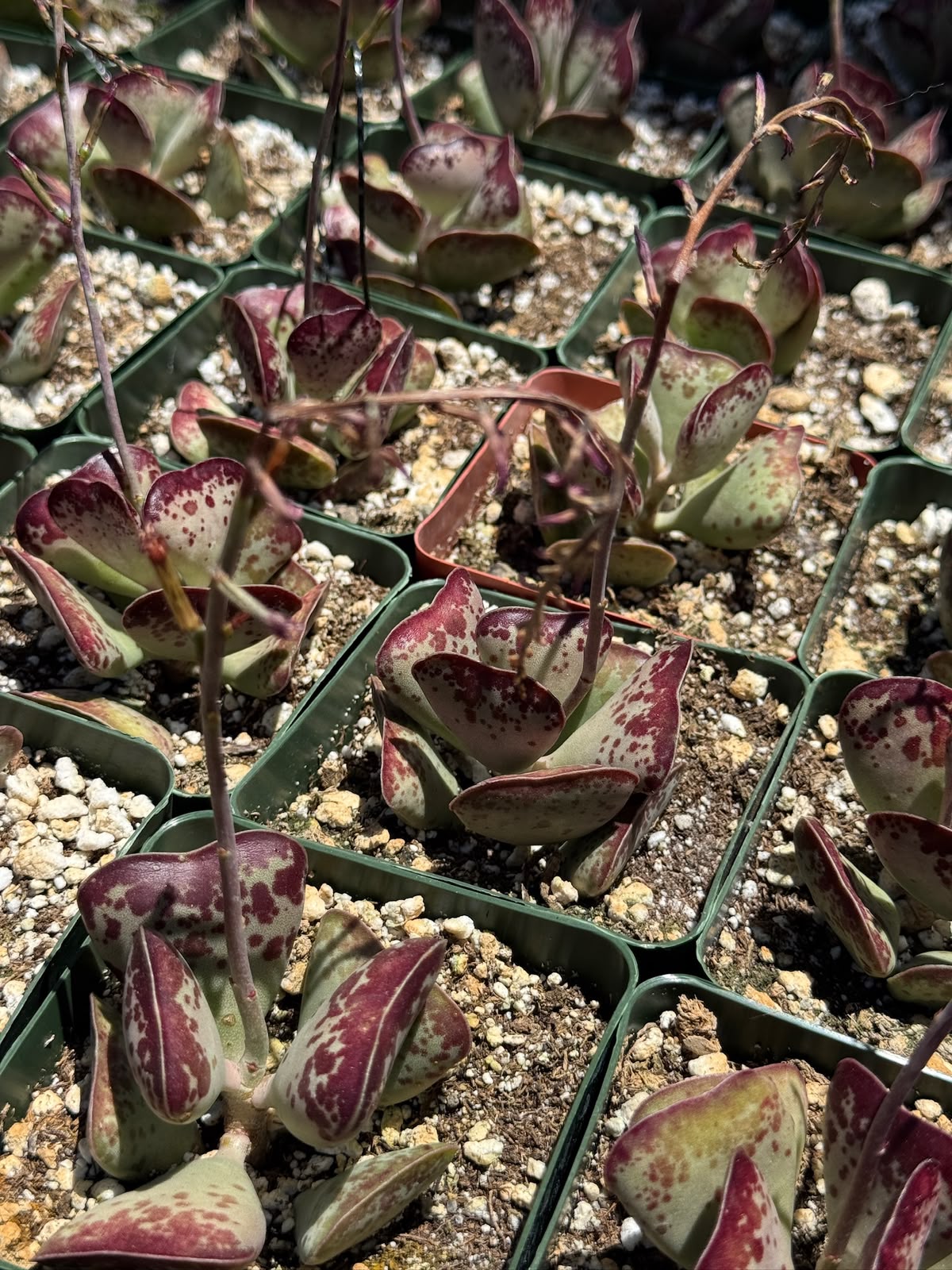 Adrosmichus Calico Hearts