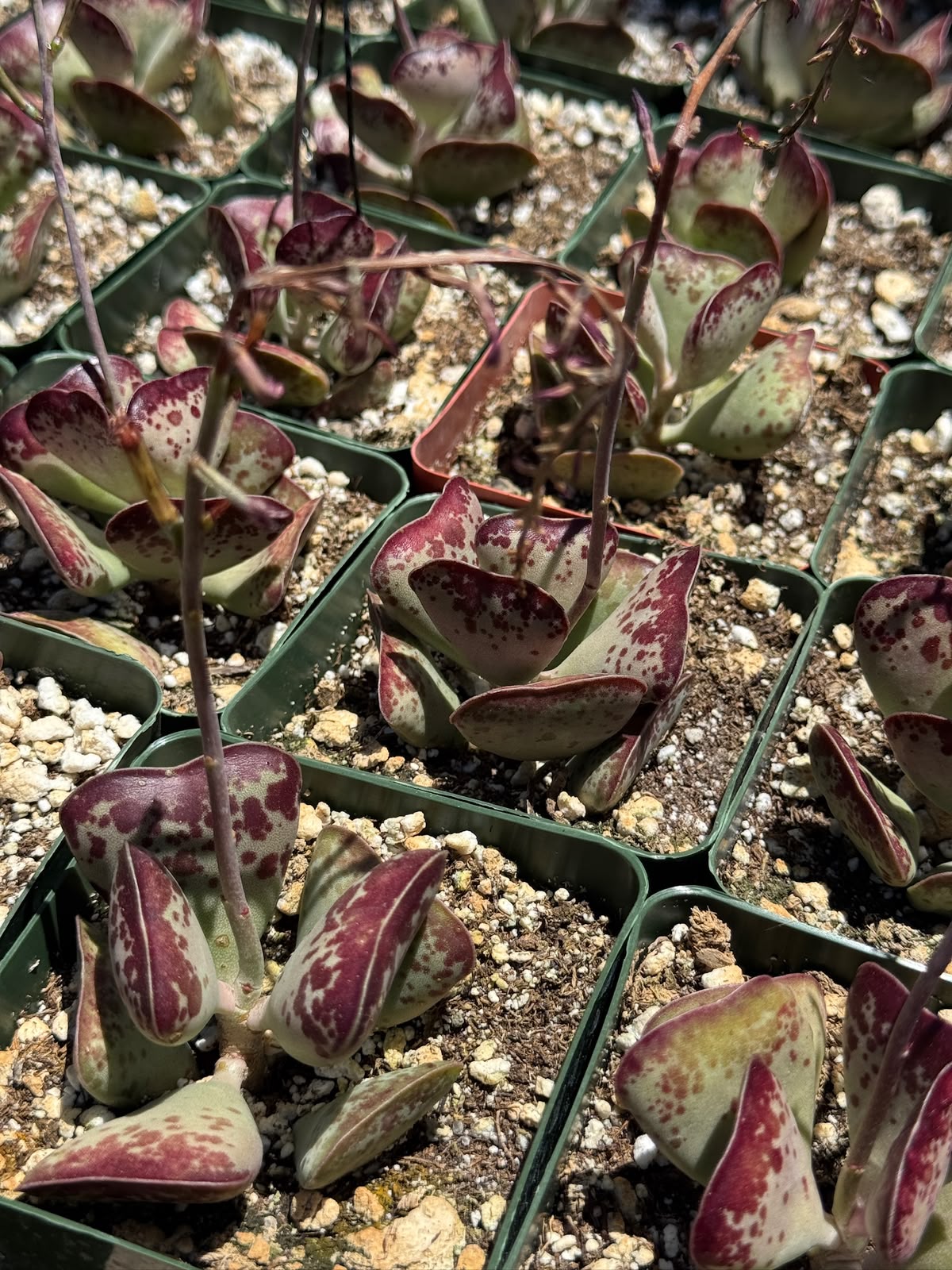 Adrosmichus Calico Hearts