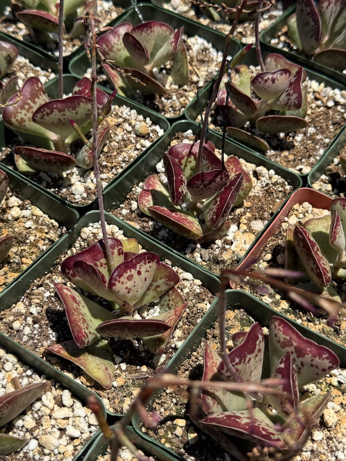 Adrosmichus Calico Hearts