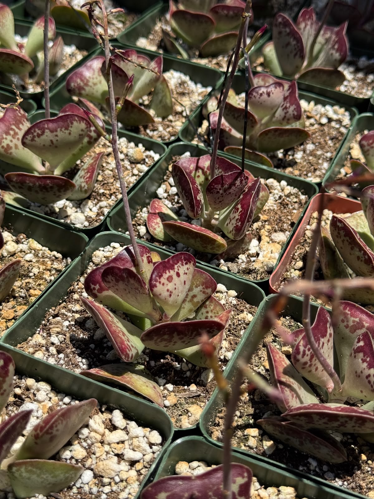Adrosmichus Calico Hearts