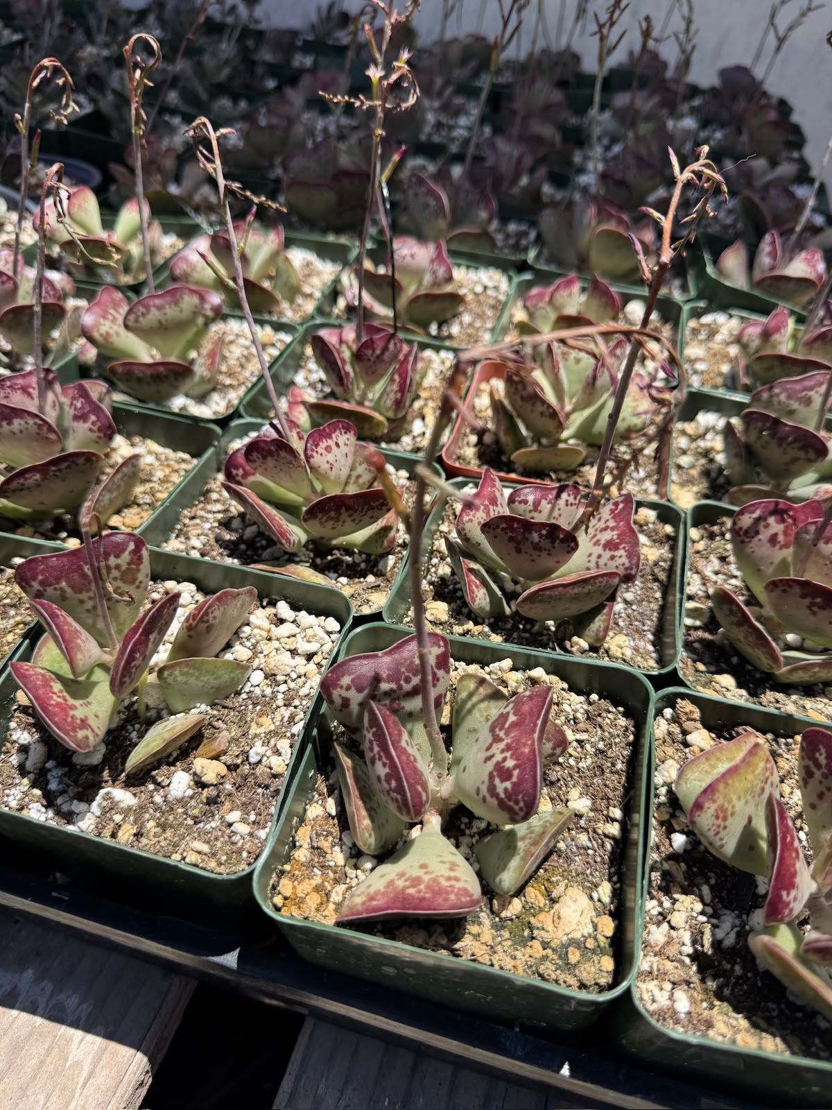 Adrosmichus Calico Hearts
