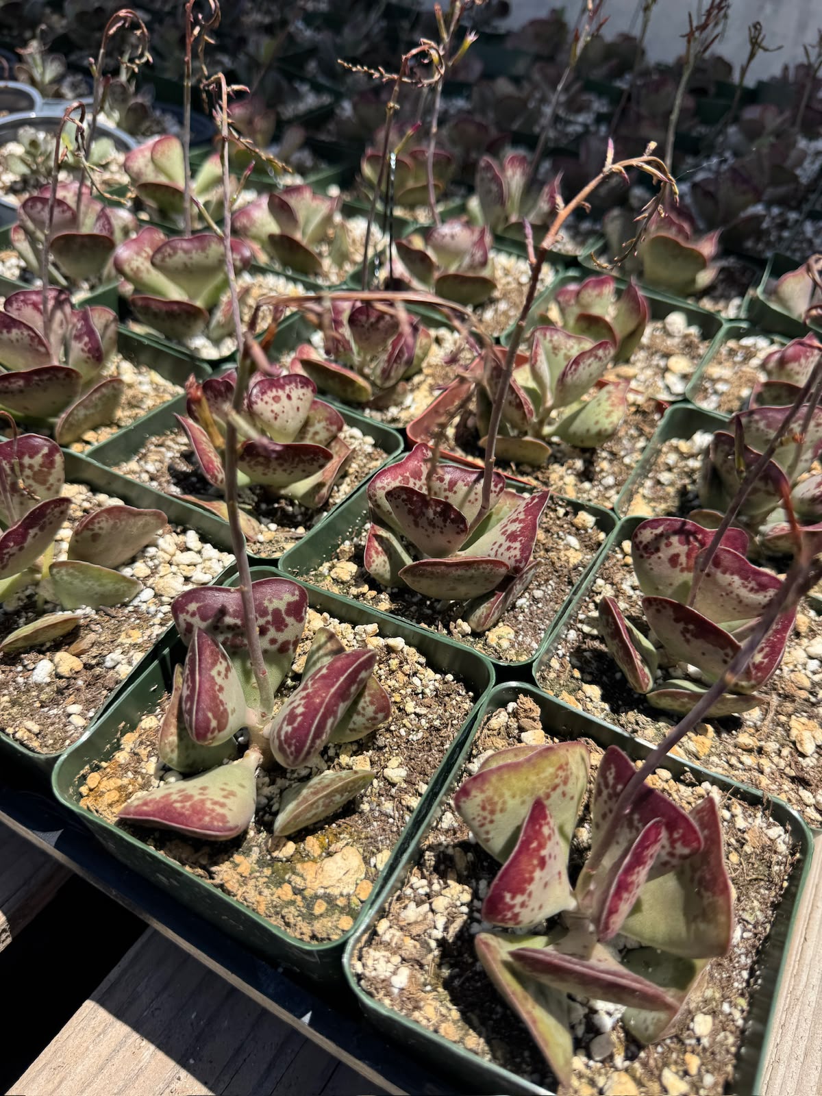 Adrosmichus Calico Hearts