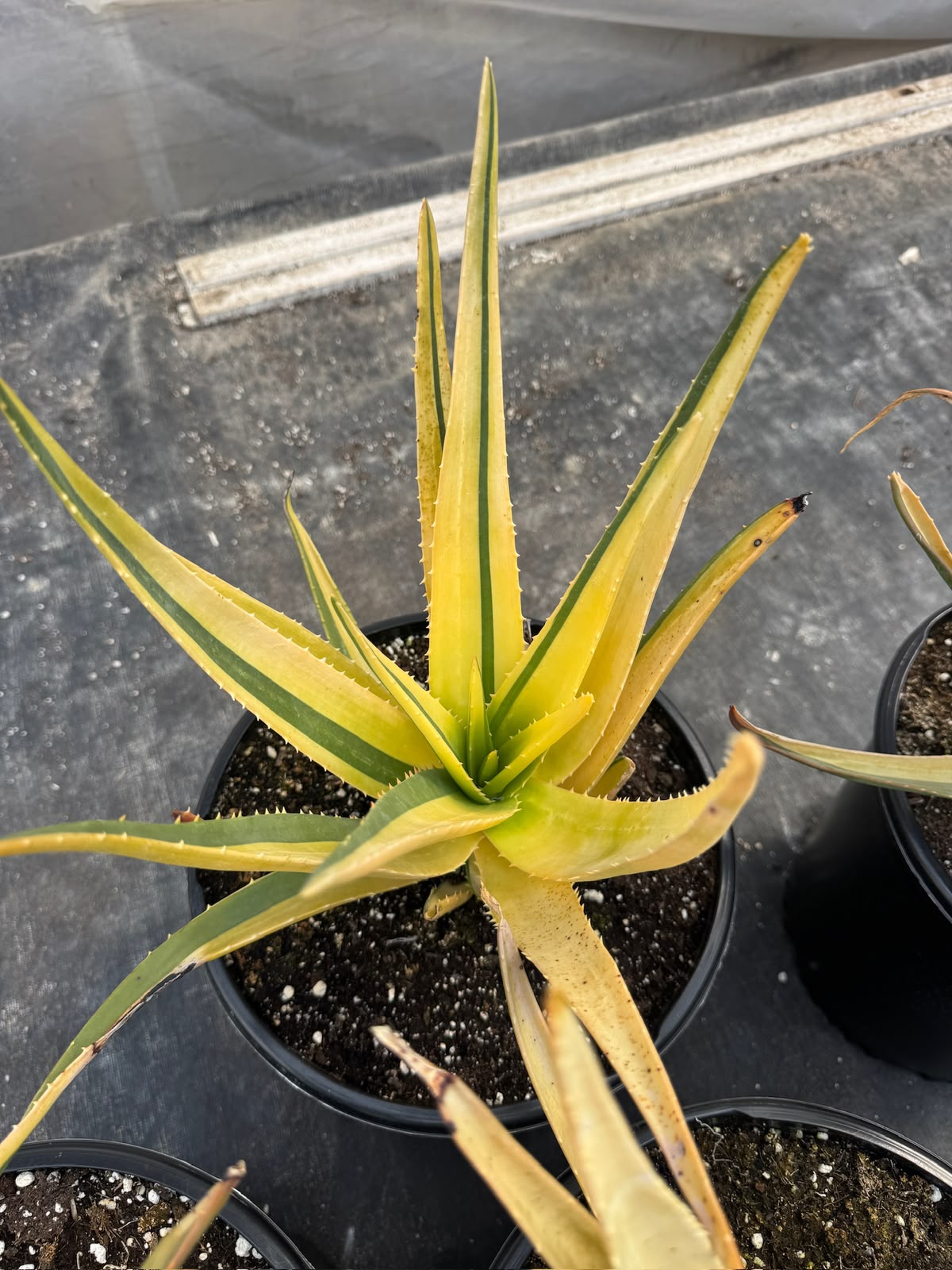Aloe Hercules Variegado