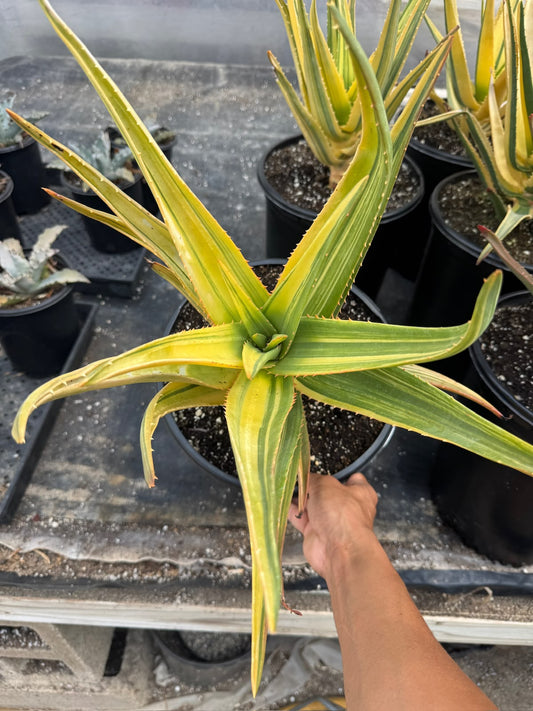 Aloe Hercules Variegado