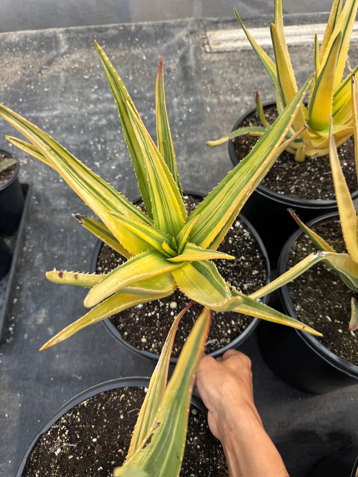 Aloe Hercules Variegado