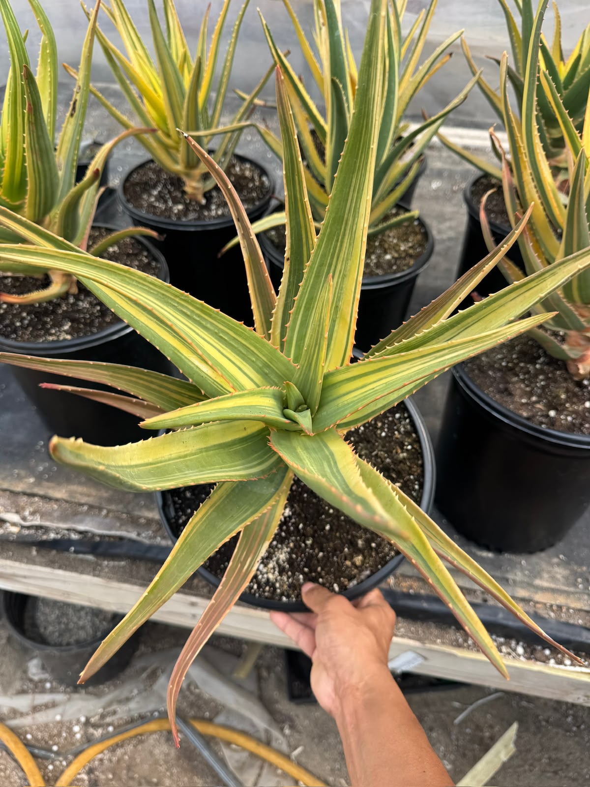 Aloe Hercules Variegado