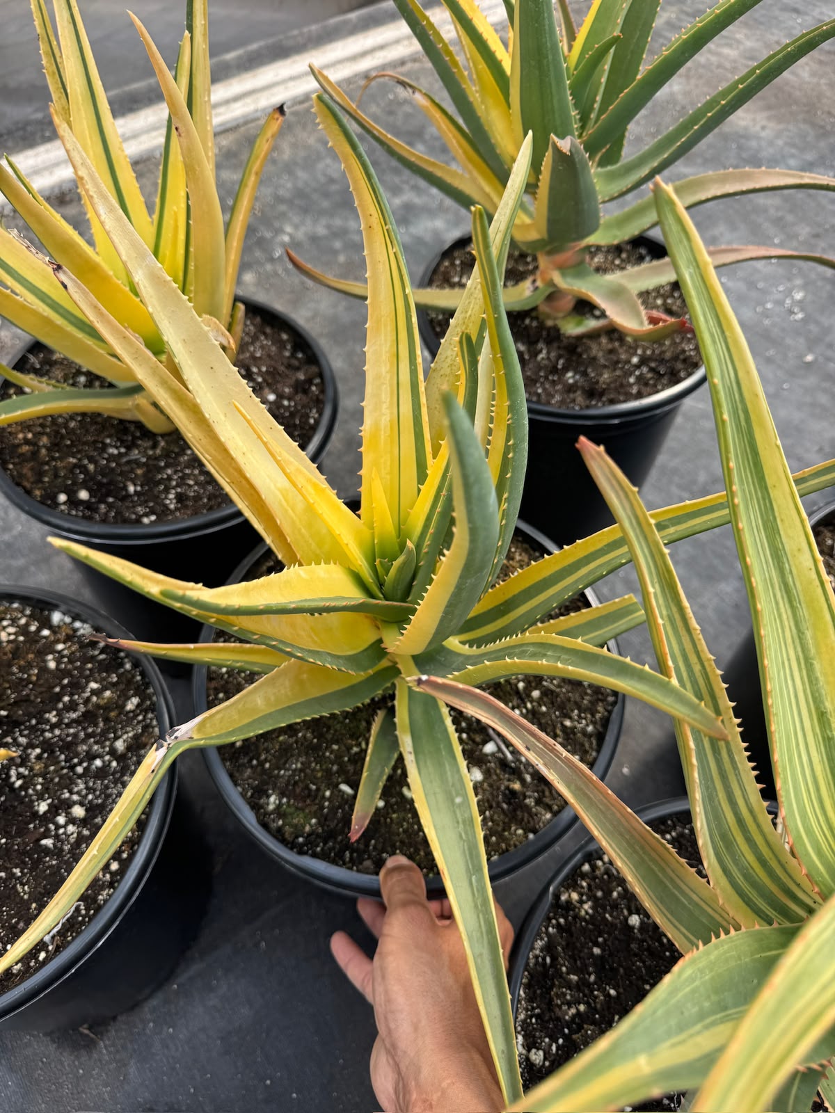 Aloe Hercules Variegado