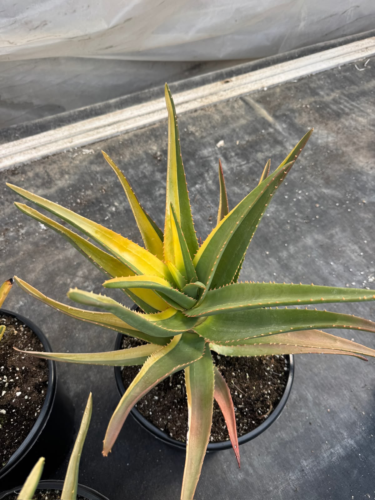 Aloe Hercules Variegado