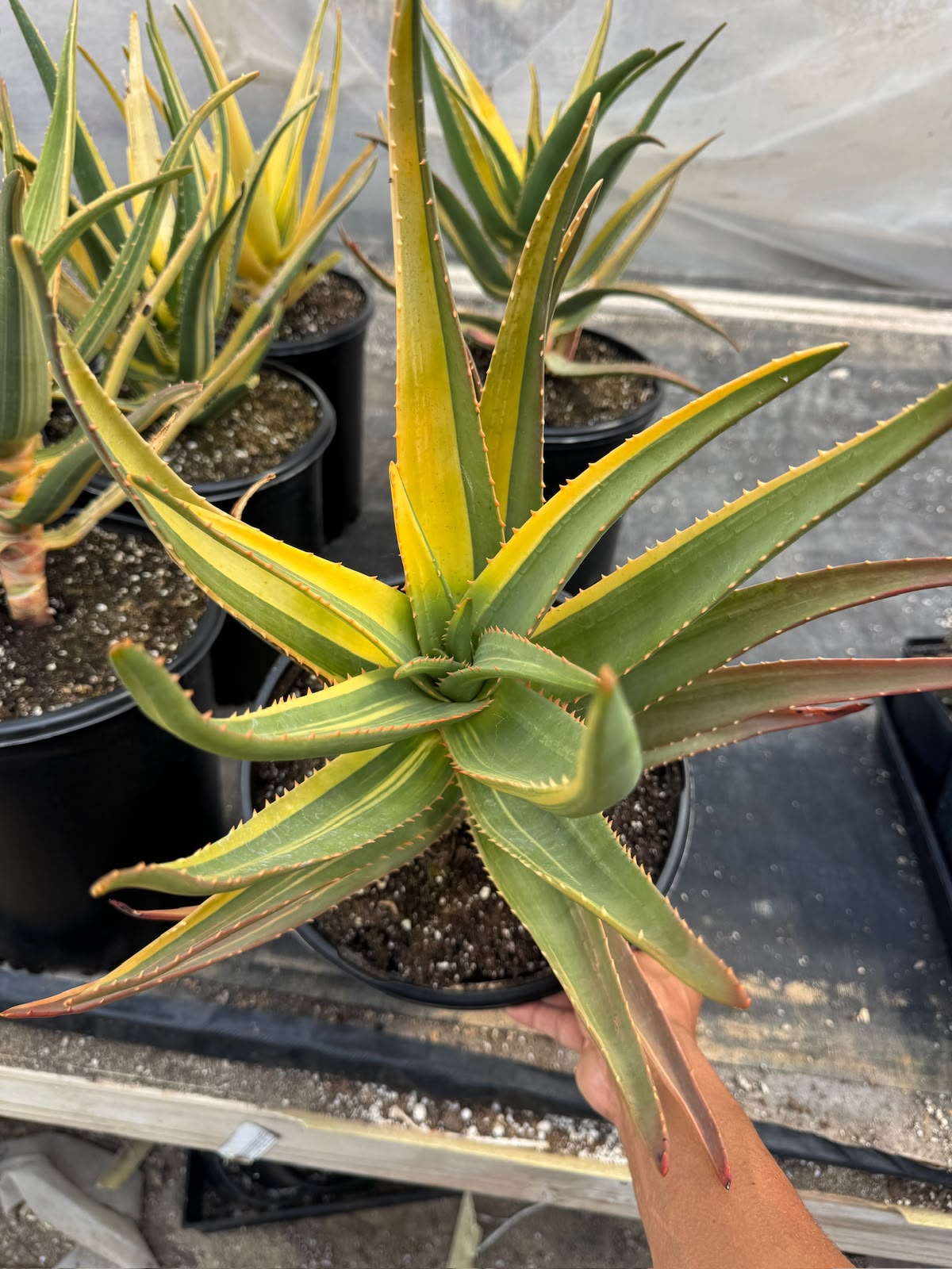 Aloe Hercules Variegado