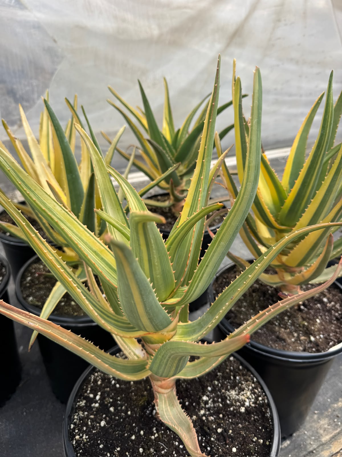 Aloe Hercules Variegado