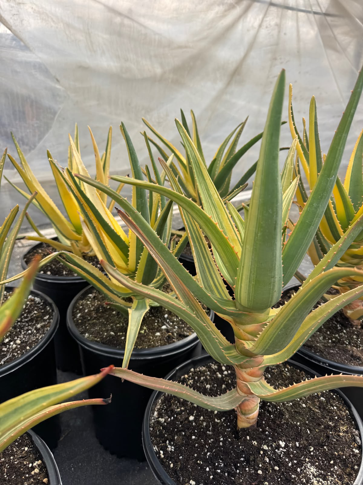 Aloe Hercules Variegado
