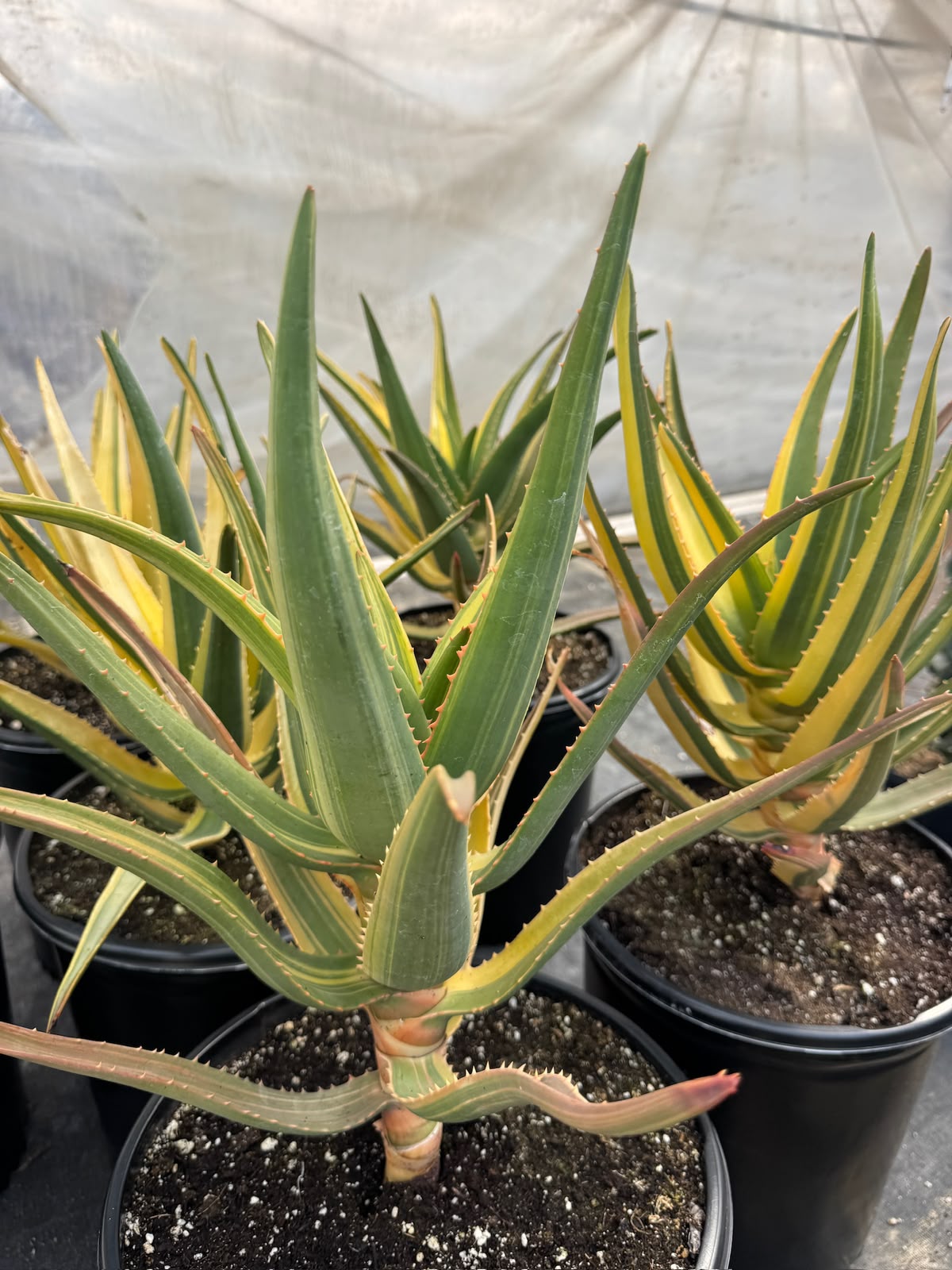 Aloe Hercules Variegado