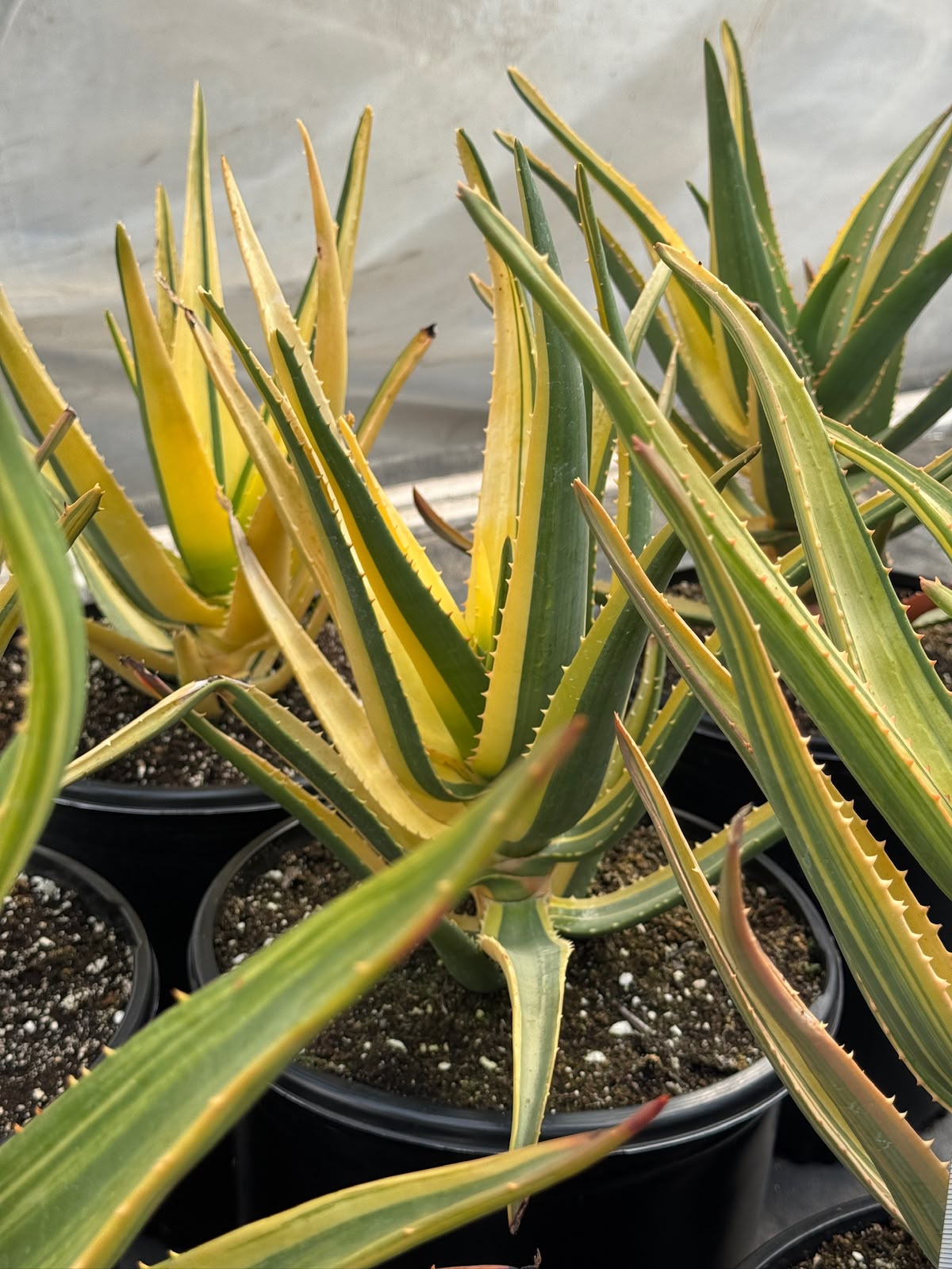 Aloe Hercules Variegado