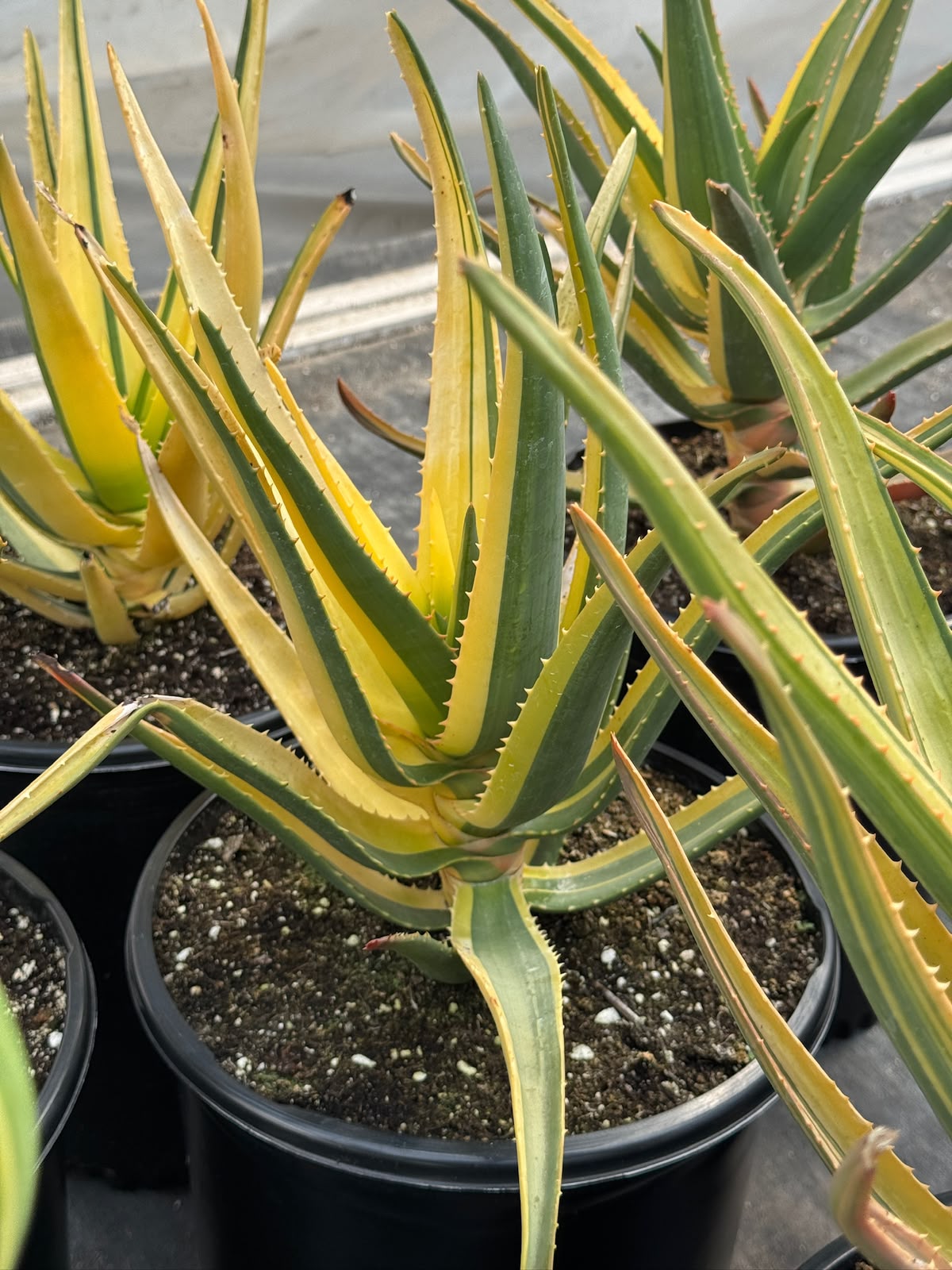 Aloe Hercules Variegado