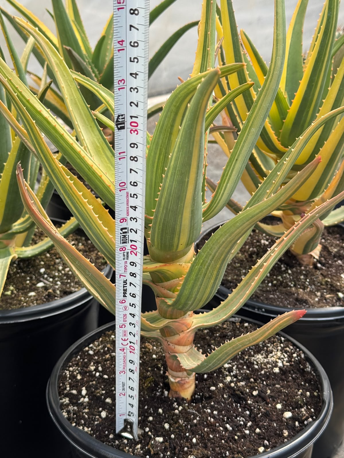 Aloe Hercules Variegado