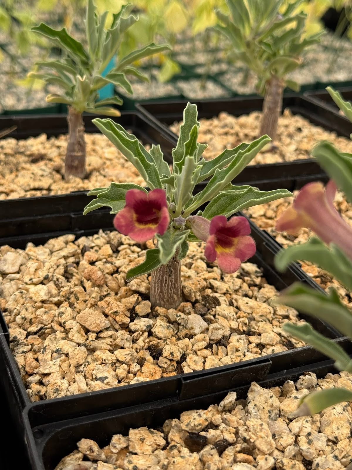 Pterodiscus aurantiacus híbrido
