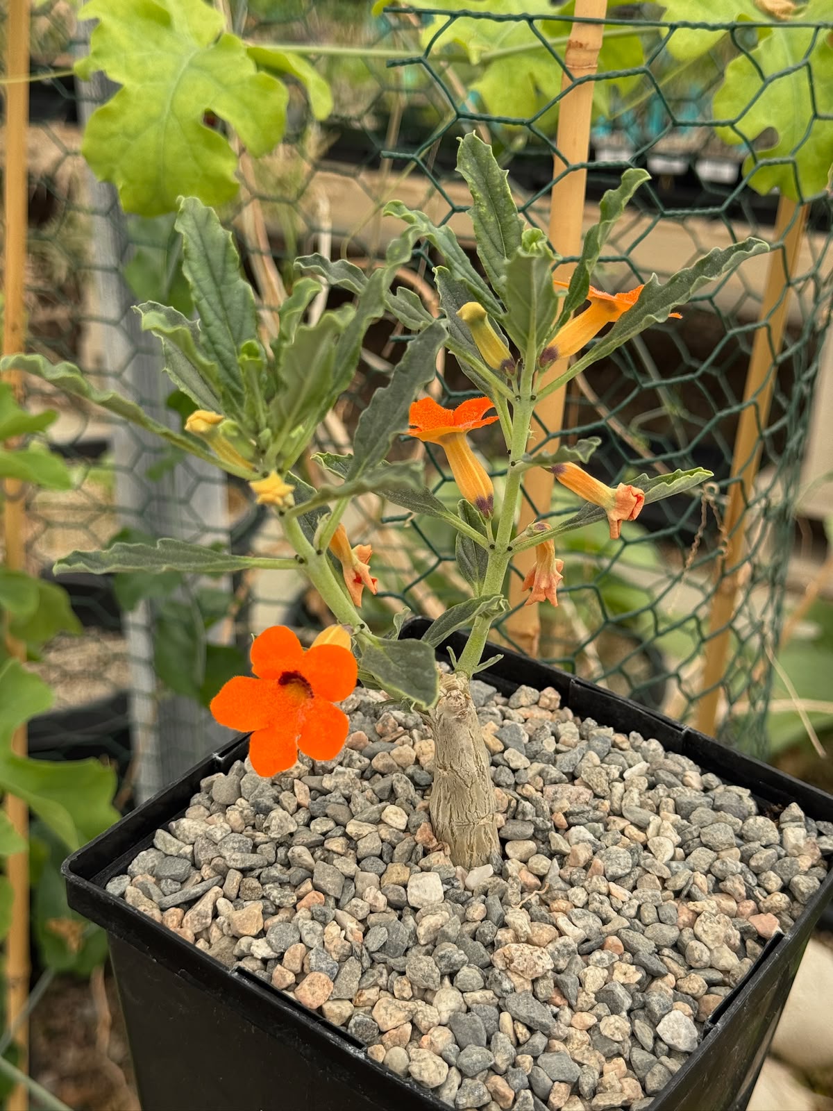 Pterodiscus aurantiacus híbrido