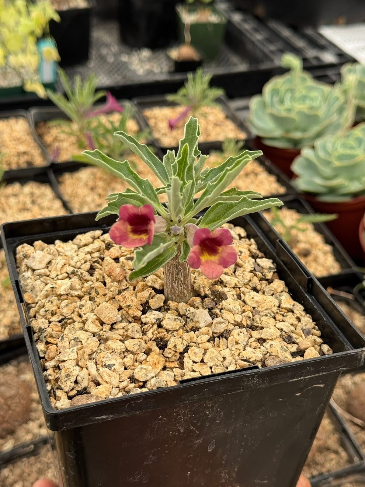 Pterodiscus aurantiacus híbrido