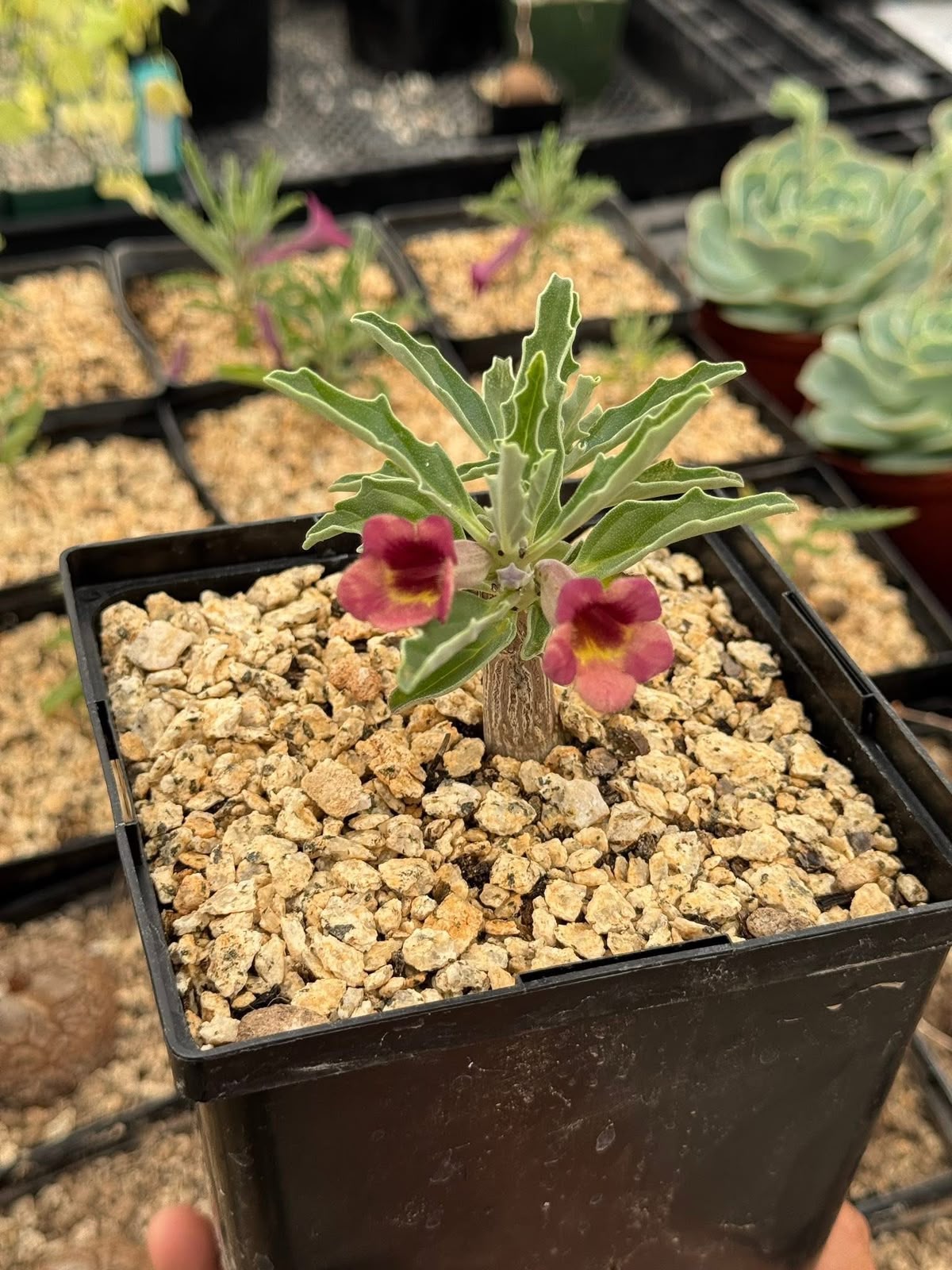 Pterodiscus aurantiacus híbrido