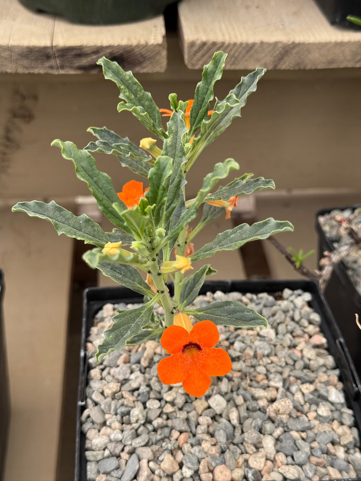 Pterodiscus aurantiacus híbrido