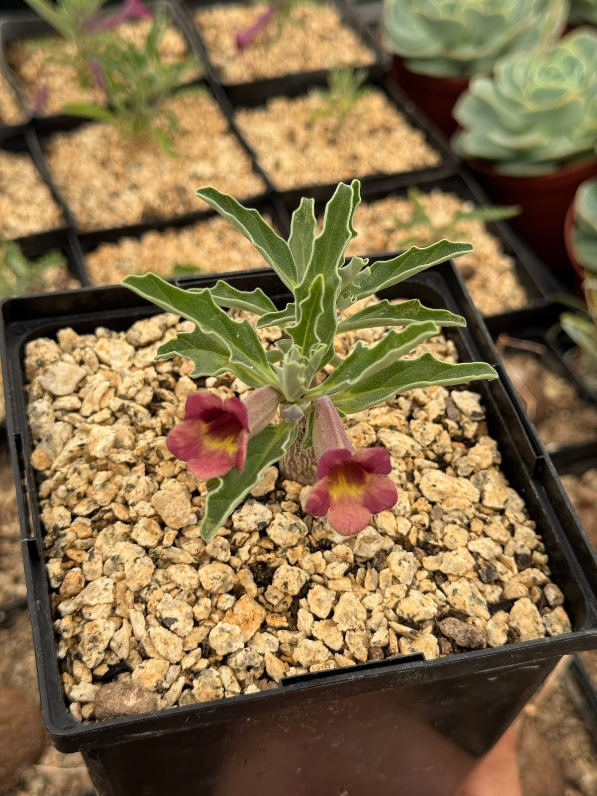 Pterodiscus aurantiacus híbrido