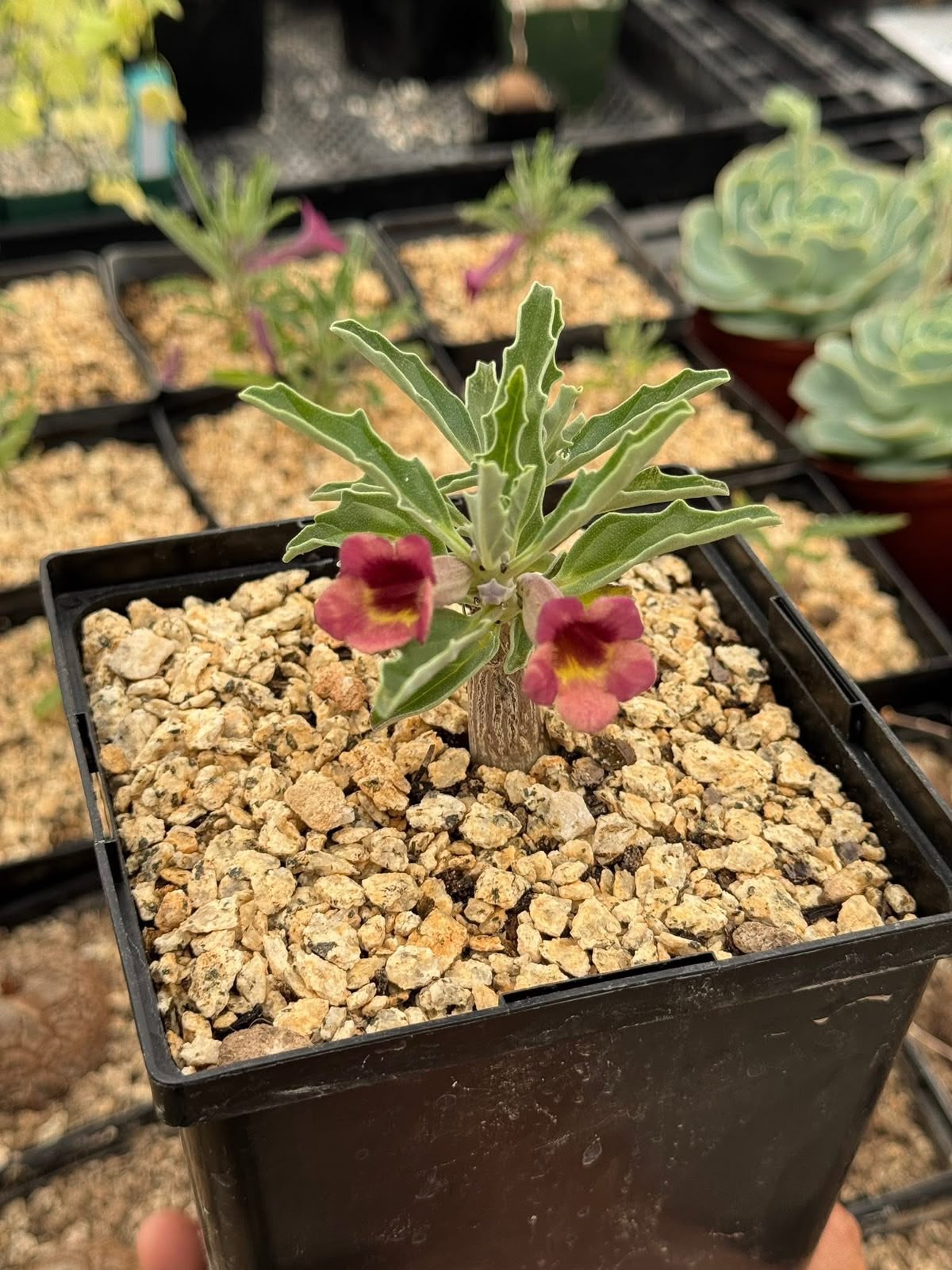 Pterodiscus aurantiacus híbrido