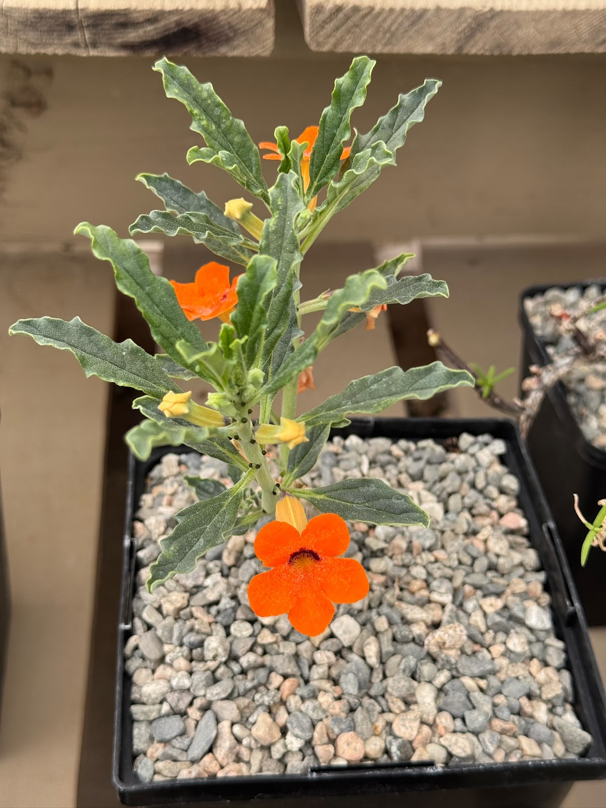 Pterodiscus aurantiacus híbrido