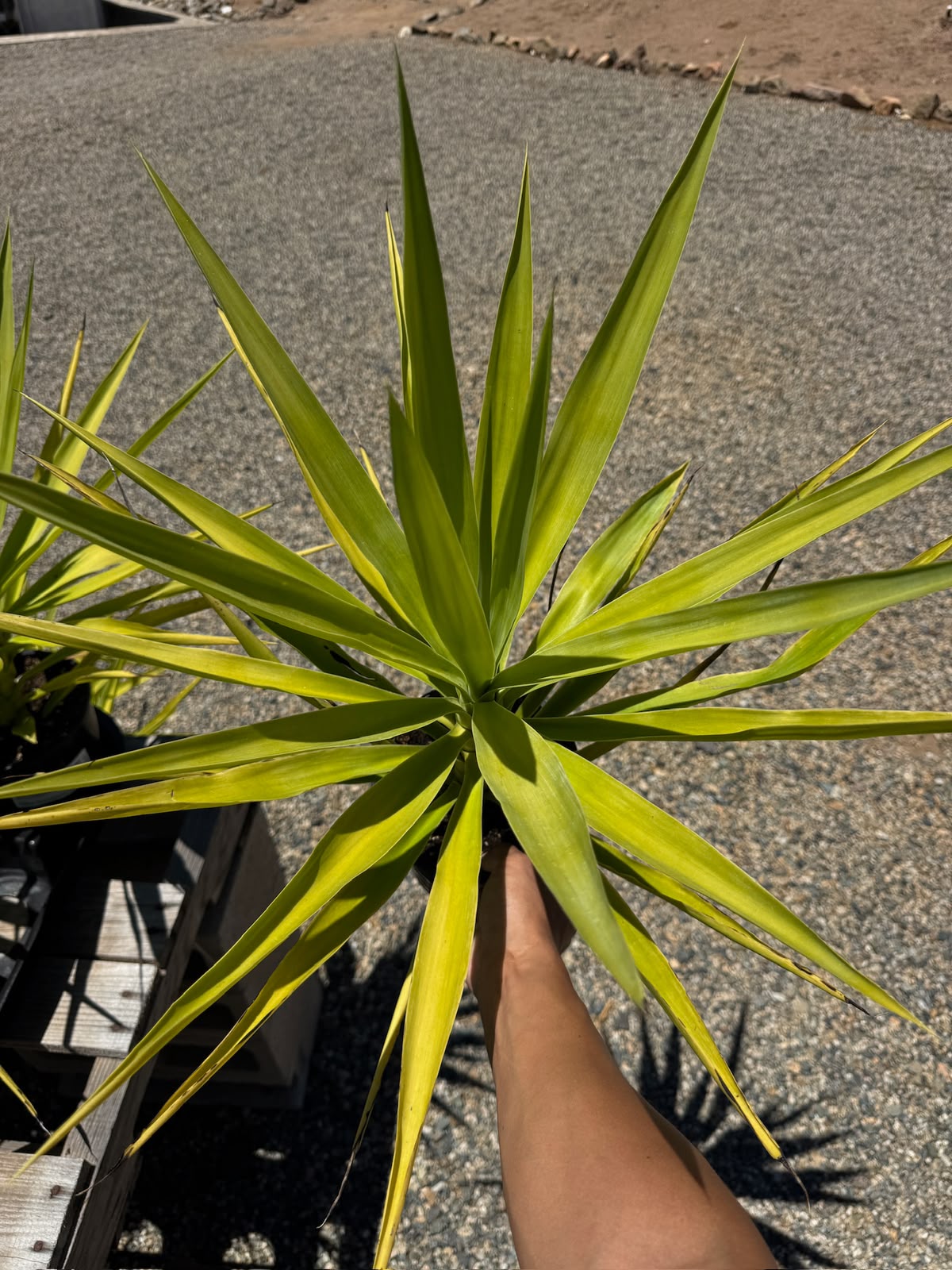 Yucca gloriosa