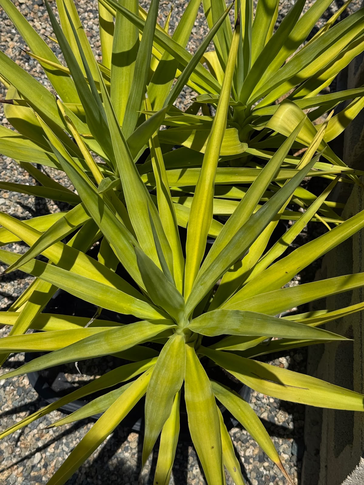 Yucca gloriosa