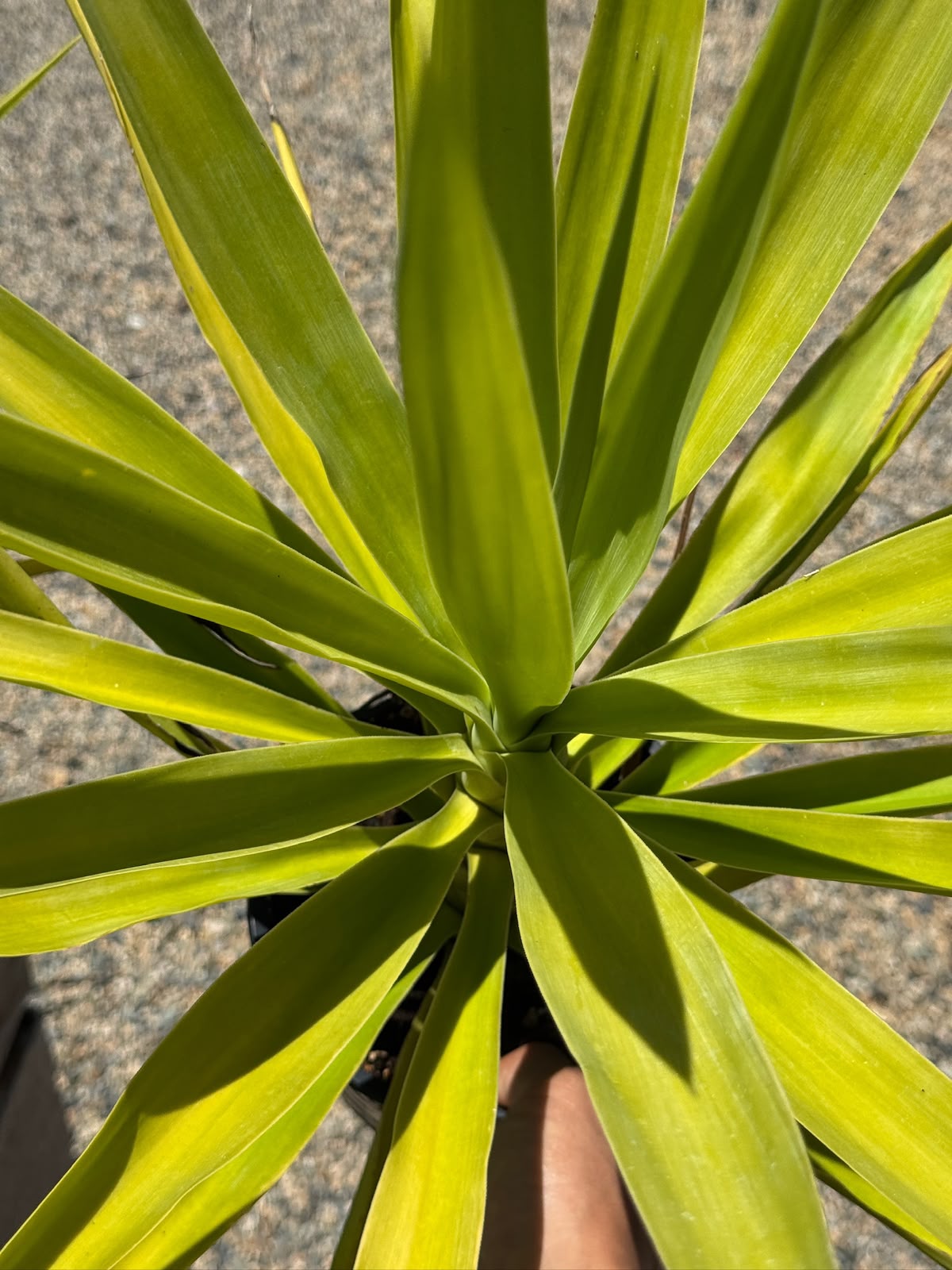 Yucca gloriosa