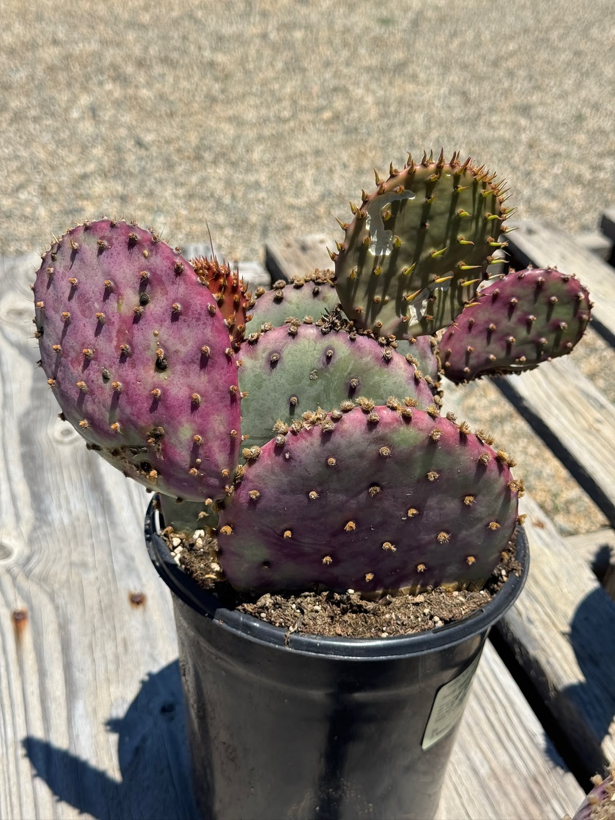 Opuntia santa Rita (1G)
