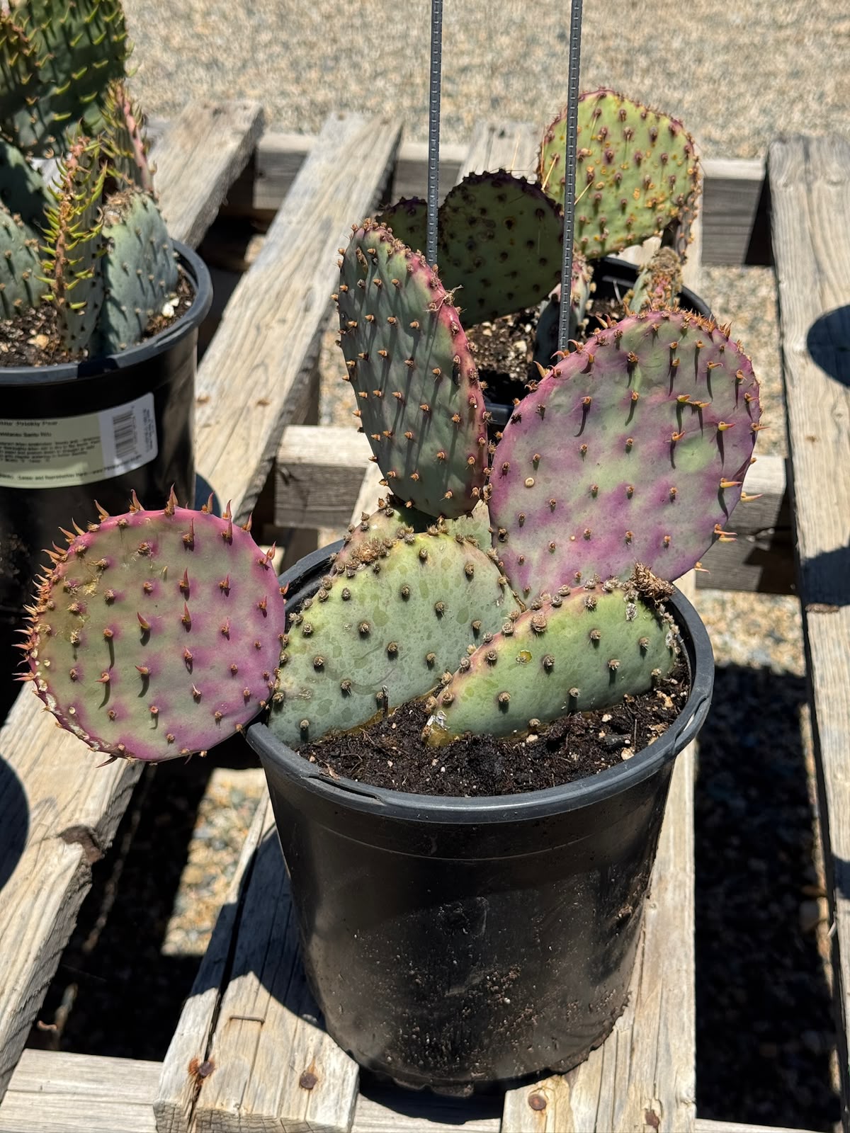 Opuntia santa Rita (1G)