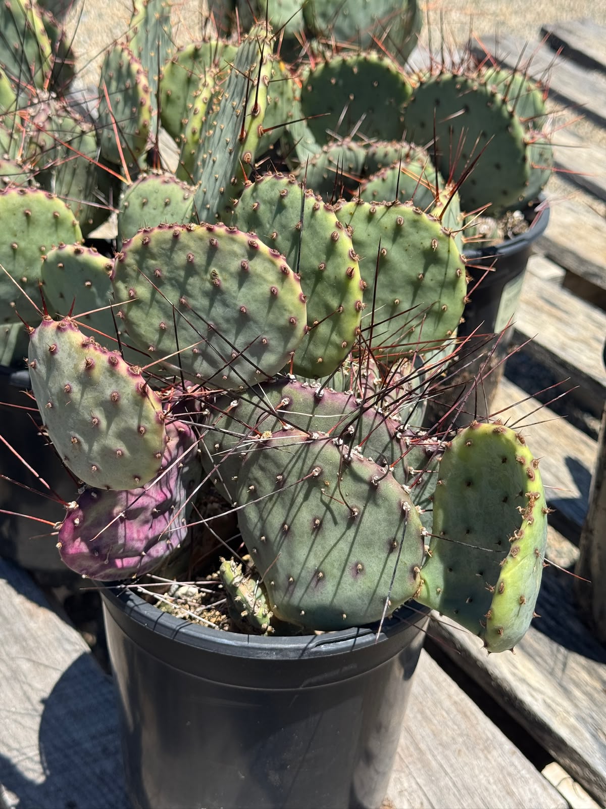 Opuntia santa Rita (1G)
