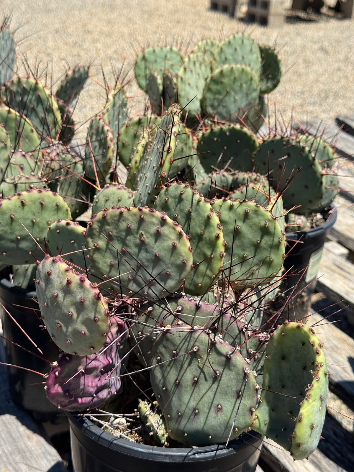 Opuntia santa Rita (1G)