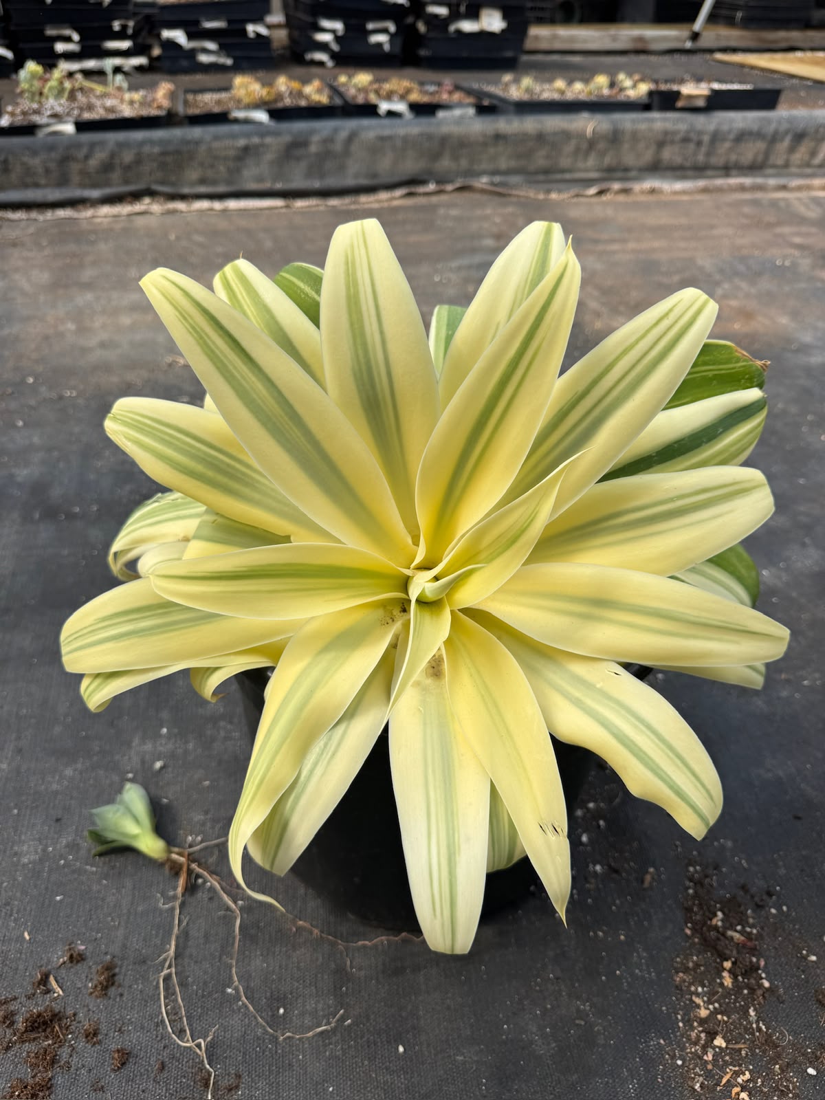 Agave Attenuata ‘ray of light’ aurea