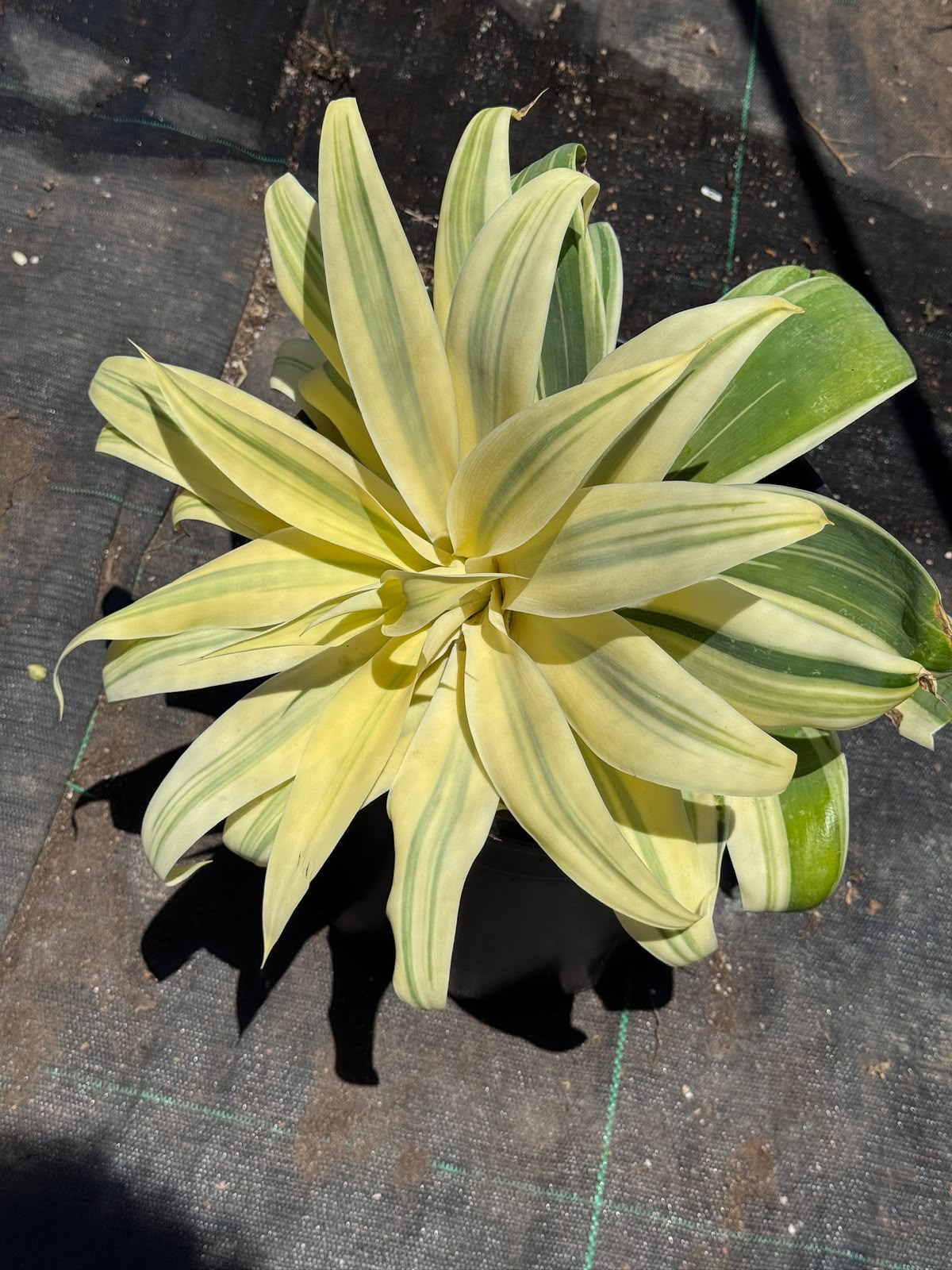 Agave Attenuata ‘ray of light’ aurea